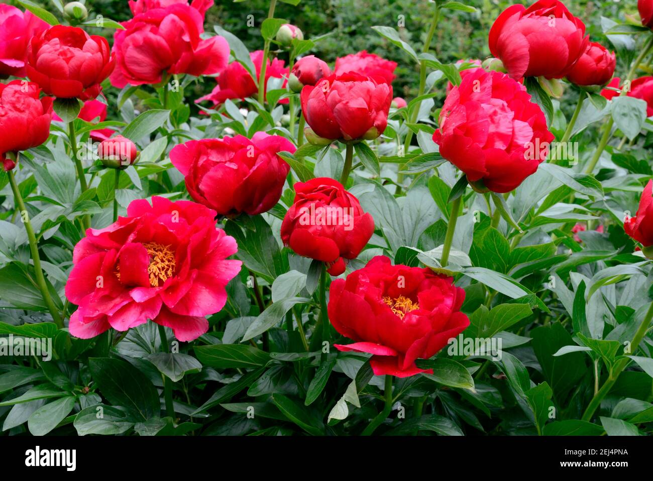 Peonía, variedad Postilion (Paeonia lactiflora x officinalis) Foto de stock