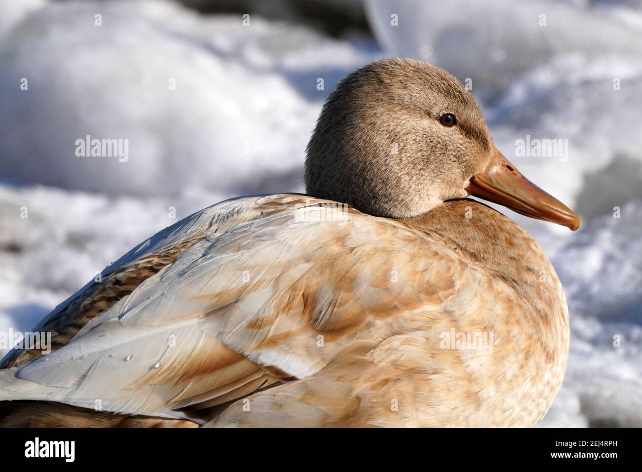 Patos mallardos leucísticos en el lago en invierno Foto de stock