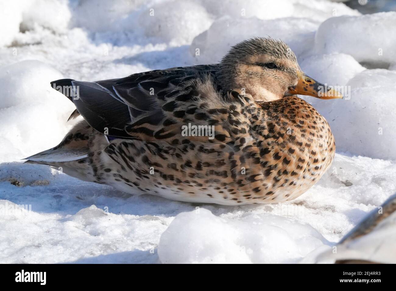 Patos Mallard en el lago en invierno Foto de stock
