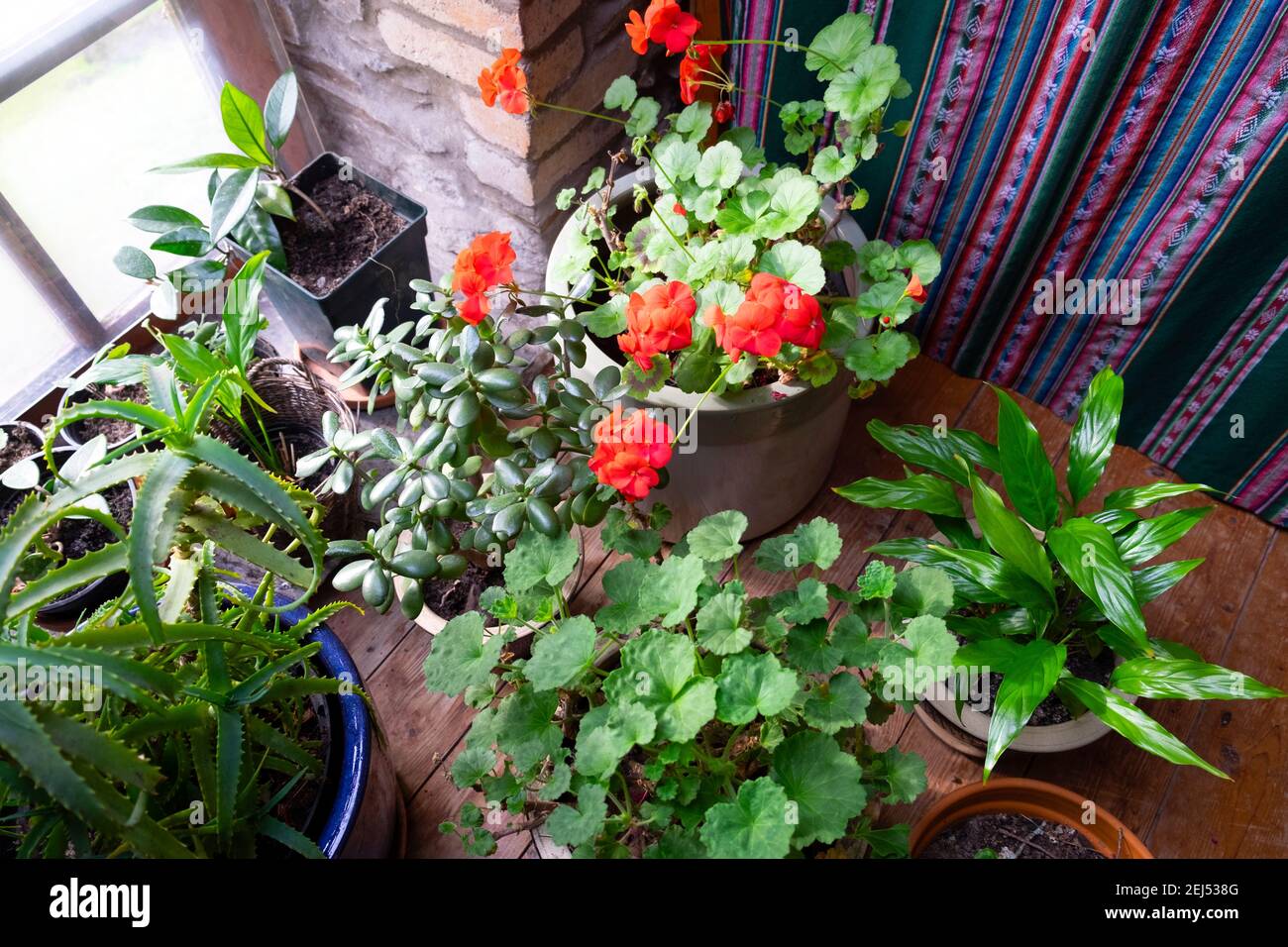 Grupo de plantas de casas en macetas interior casa interior, geranio rojo en flor en febrero de invierno, tela textil Gales Reino Unido Gran Bretaña KATHY DEWITT Foto de stock
