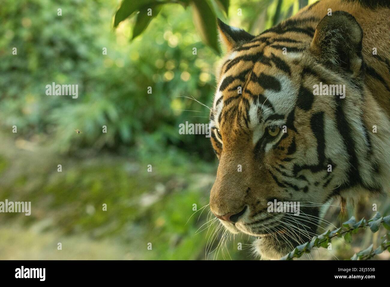 Cara tigre tigre de tigre panthera tigris india Foto de stock
