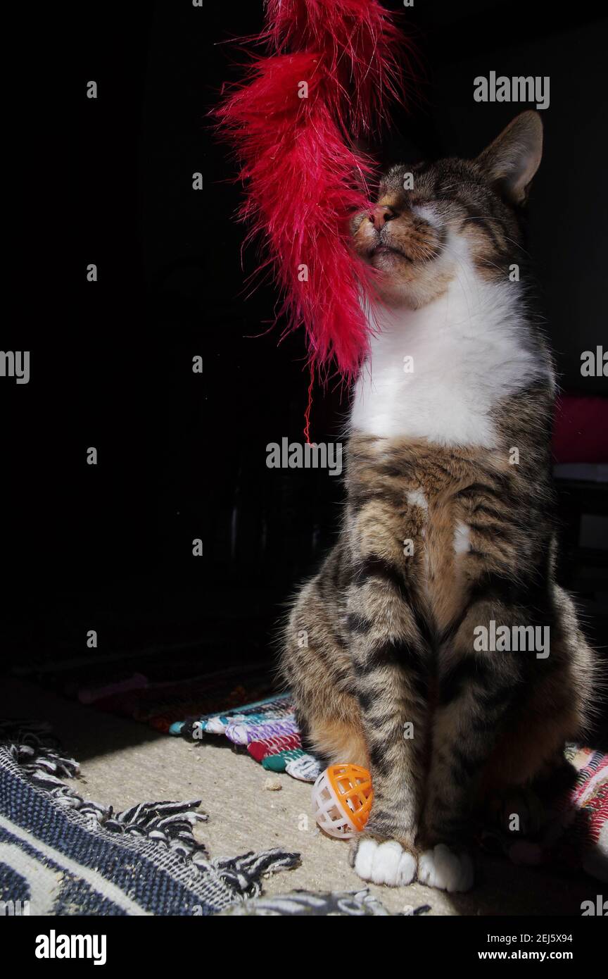 Gato ciego con juguete de plumas Foto de stock