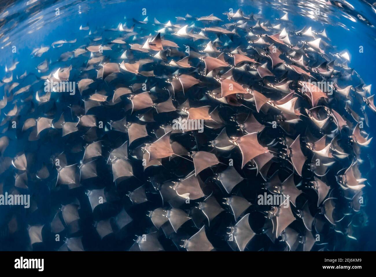 Fiebre de rayos Mobula en Espiritu Santo, la Paz, Baja California Sur, México Foto de stock