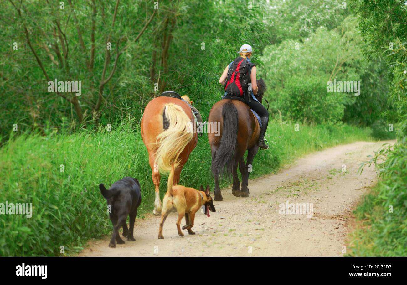 Una mujer caucásica, dos caballos y dos perros caminan por el camino rural, detrás de la vista. Foto de stock
