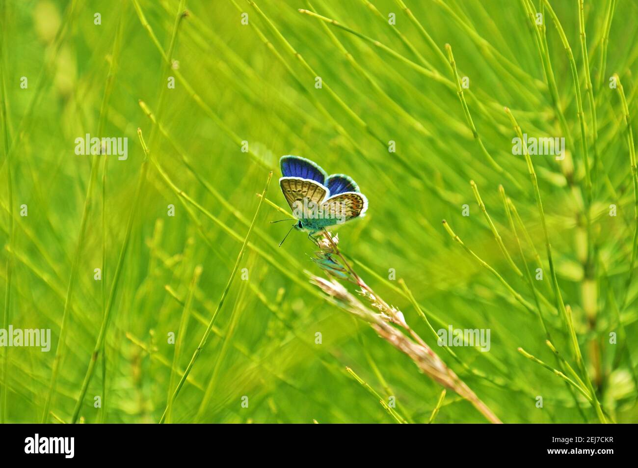 Mariposa azul de cola oriental (Everes comyntas, también llamado Cupido comyntas) aislada sobre fondo verde de hierba. Vista lateral, estilo de color saturado Foto de stock