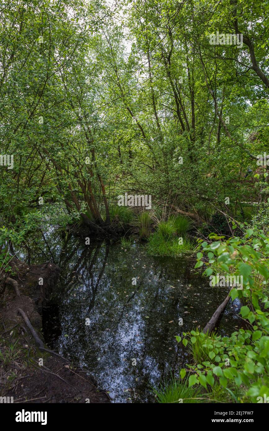 Woodland and bog in Alver Valley Country Park, Gosport, Hampshire, Reino Unido: Una importante zona de conservación de la naturaleza Foto de stock