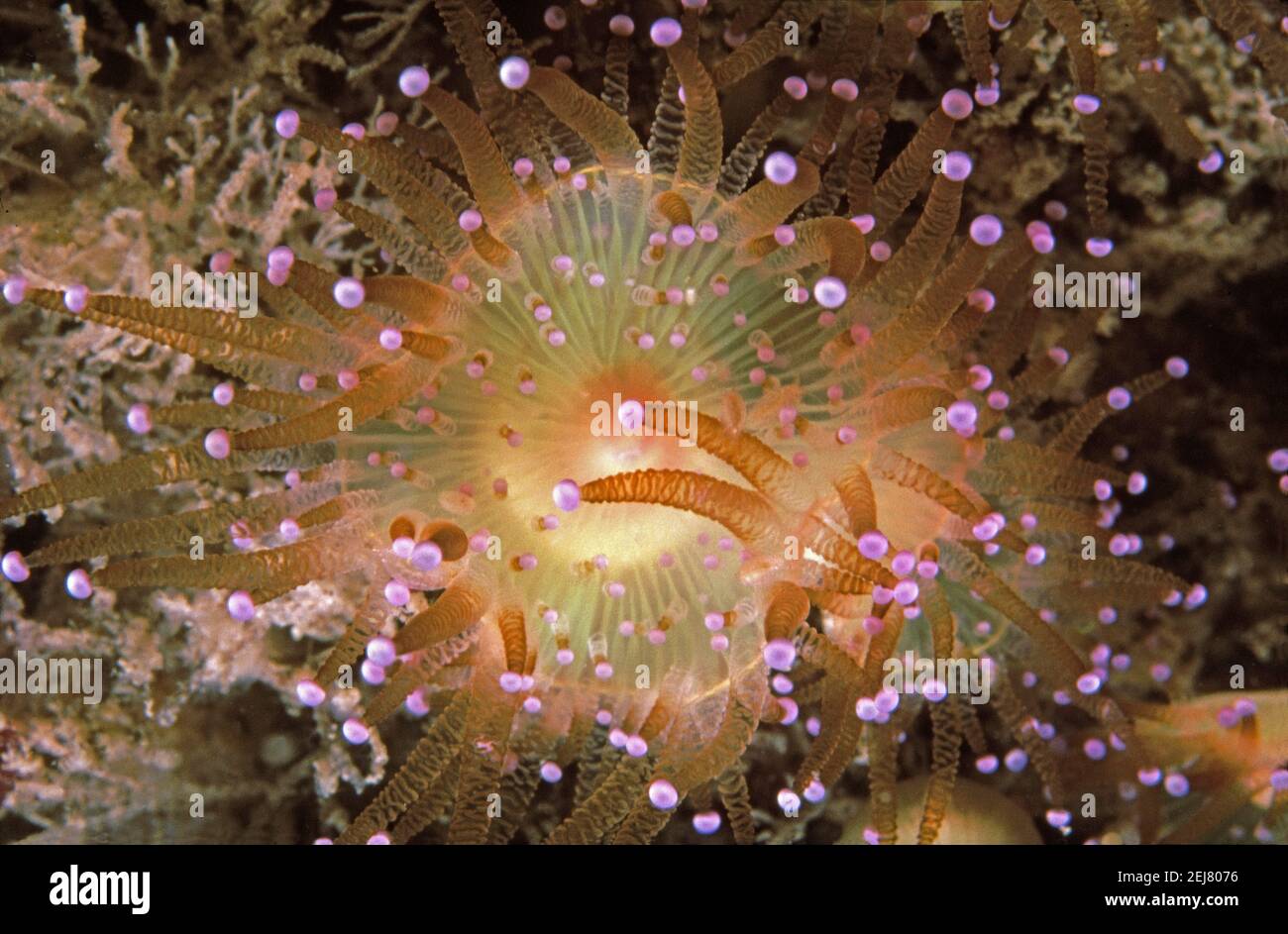 Jewel anemone (Corynactis viridis) Open, Lundy Island, Reino Unido. Foto de stock