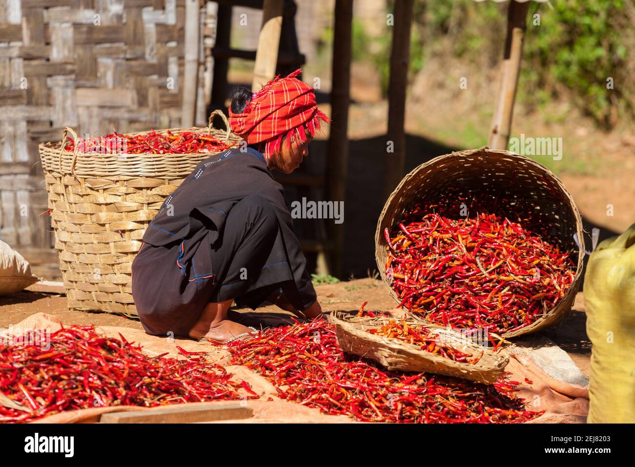Kalaw, Myanmar - Enero de 2018. La mujer birmana en un traje tradicional es agacharse y clasificar jengibre. Foto de stock