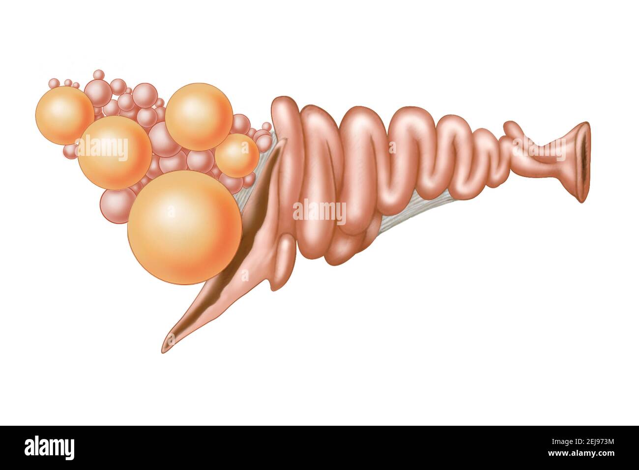 HEN órgano genital, dibujo Foto de stock