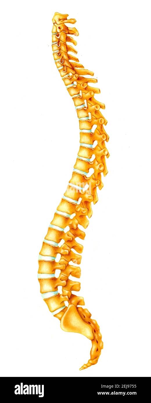 Representación de la columna vertebral con evidencia de la columna