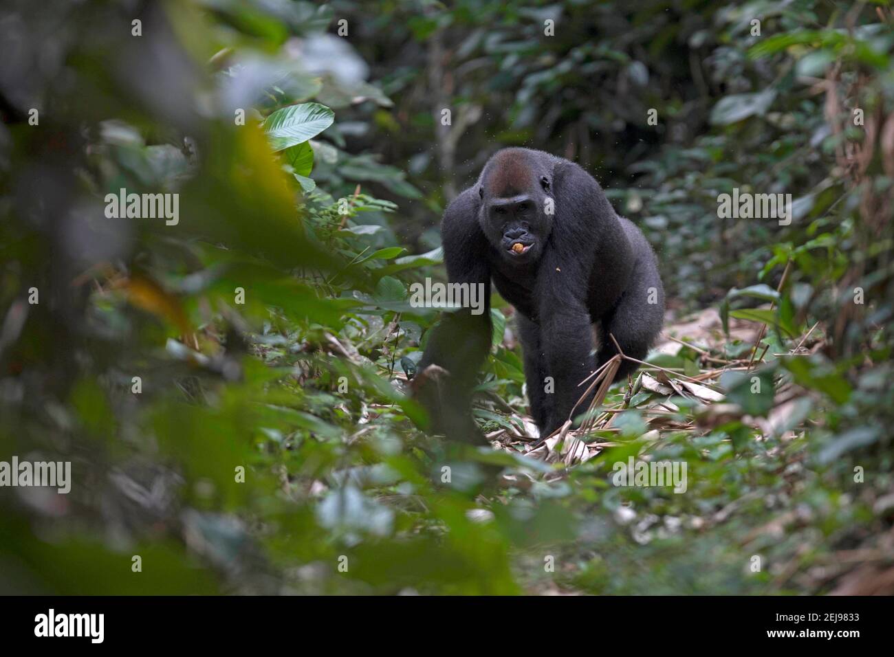 Gorila de las tierras bajas occidentales Foto de stock