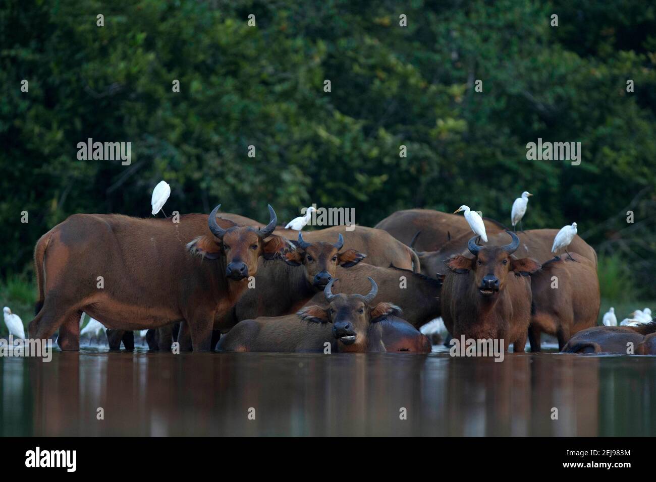 Búfalo de bosque africano (syncerus caffer nanus) Foto de stock