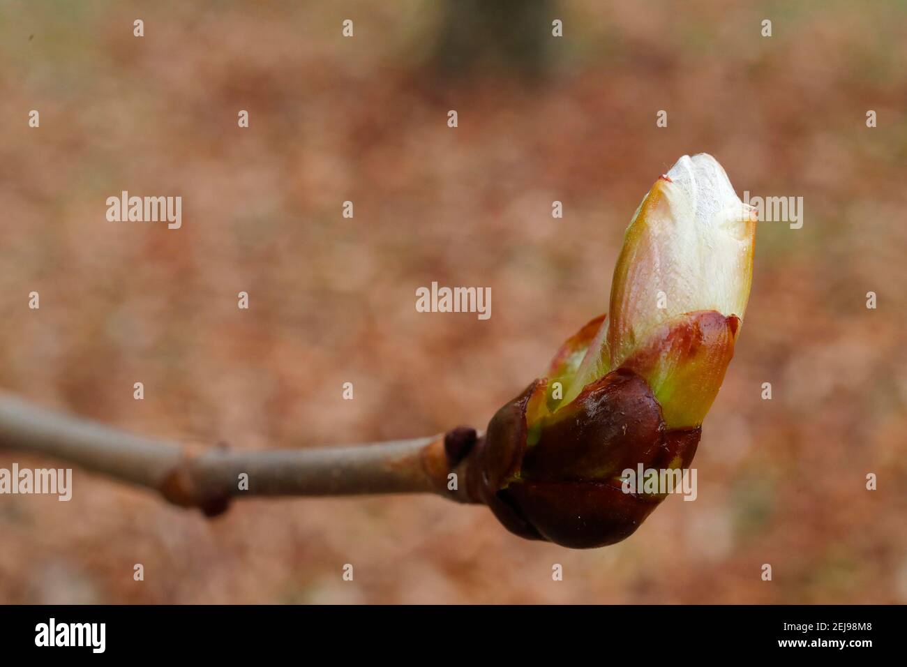 Brote de una hoja de castaño en primavera Foto de stock
