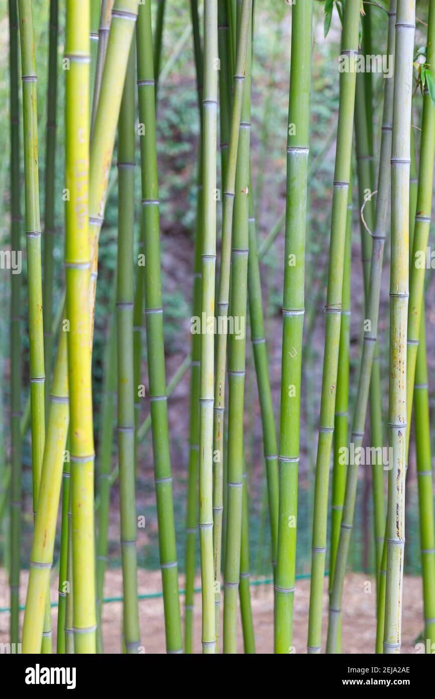 Textura de tronco de bambú verde Foto de stock