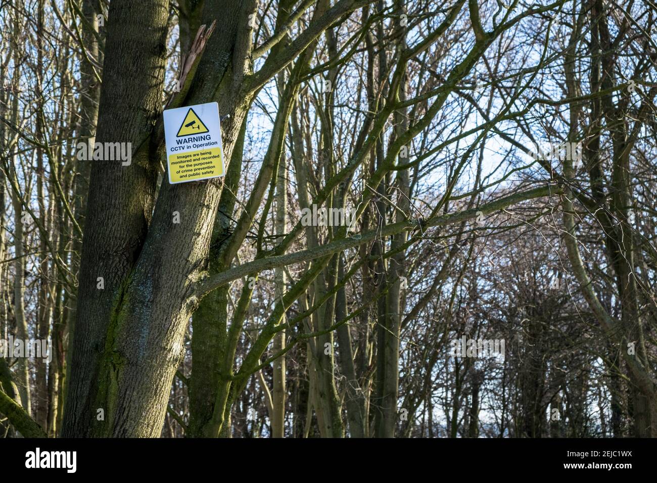 Señal de CCTV en un árbol de advertencia de CCTV en funcionamiento en un bosque, Nottinghamshire, Inglaterra, Reino Unido Foto de stock