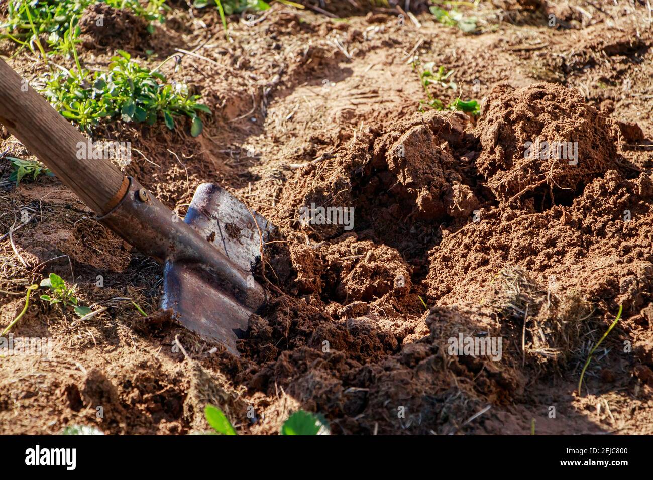 Excavando la tierra con una pala de mano. Jardinería y siembra de semillas en primavera. Vida rural, agricultura. Foto de stock