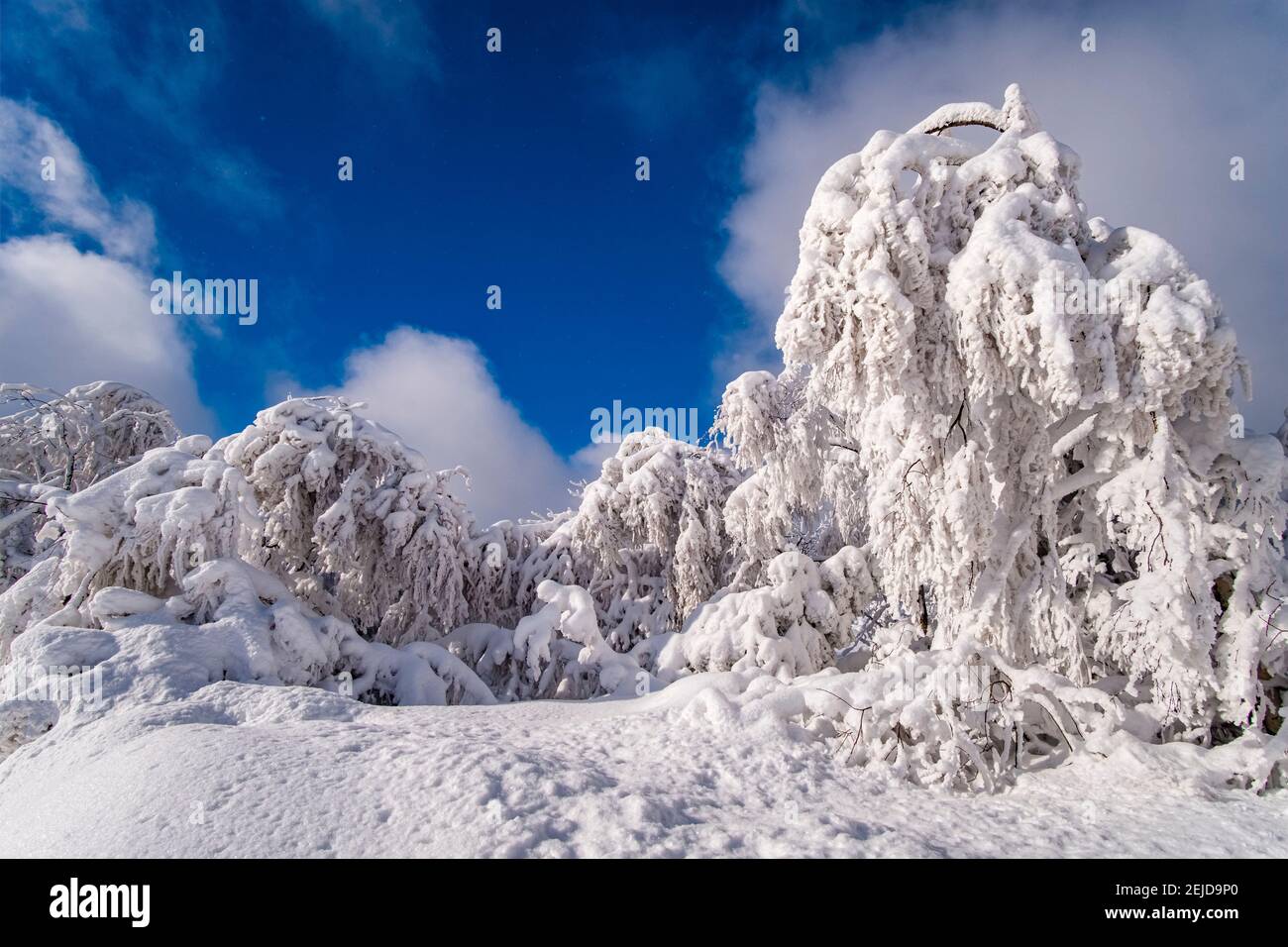 Paisaje invernal con árboles, hierros y nieve en un día soleado en las montañas de Ore. Foto de stock
