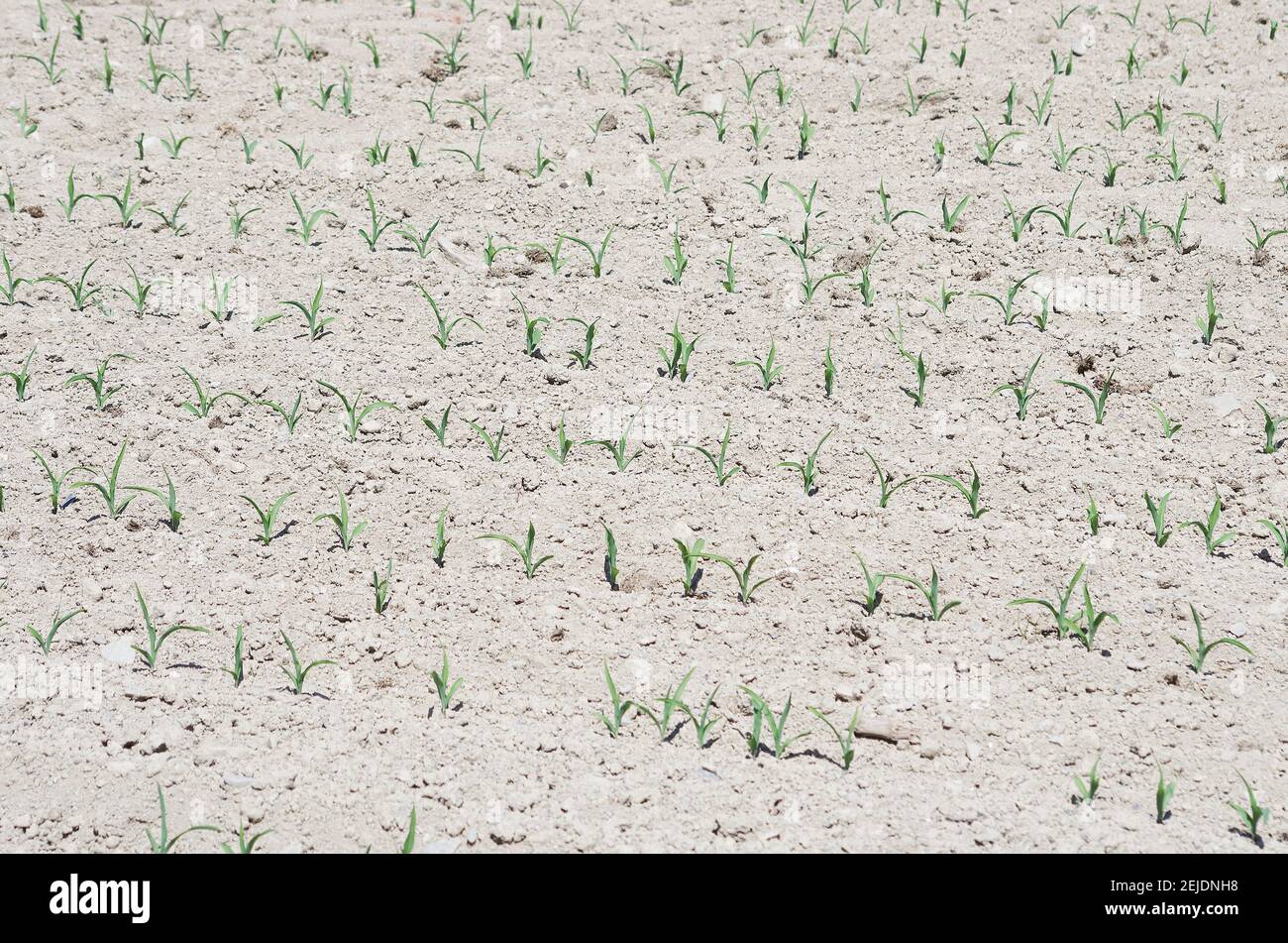 Plántulas de maíz en el campo Foto de stock