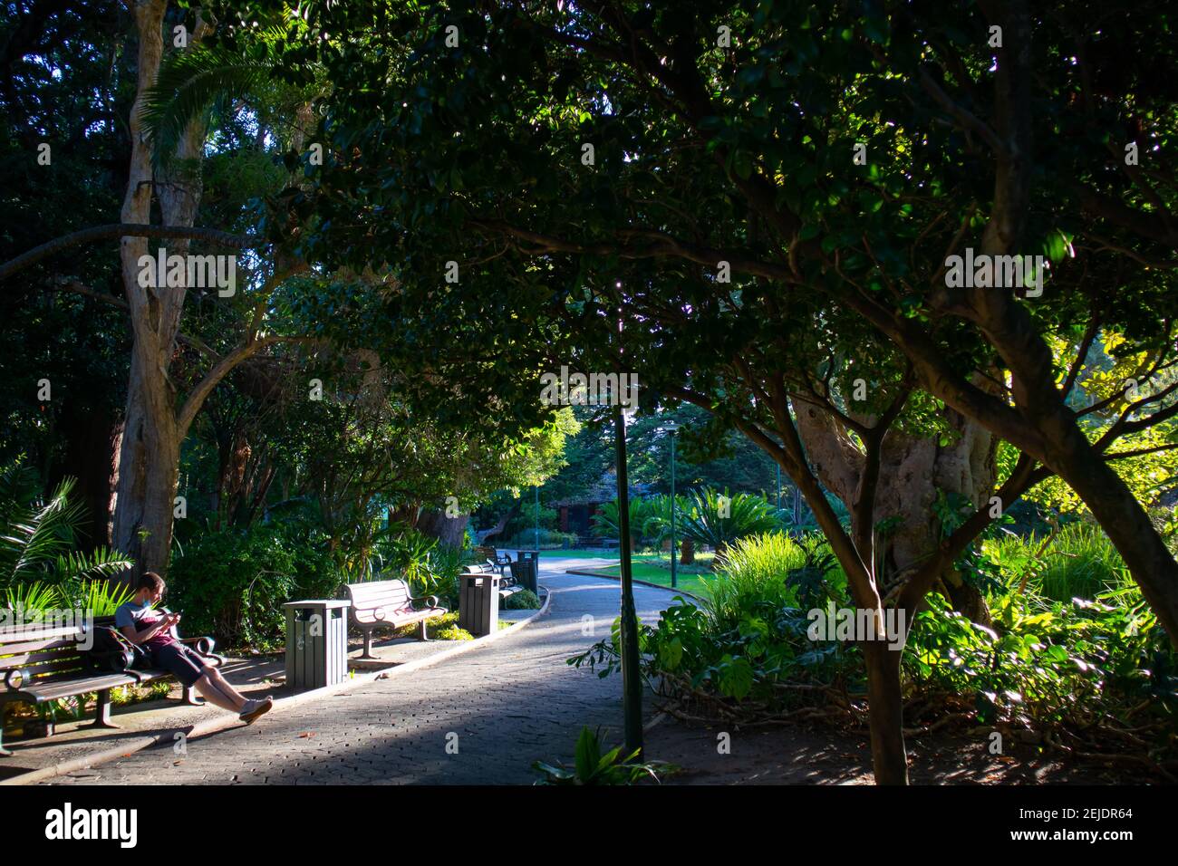 Jardines- Ciudad del Cabo, Sudáfrica - 19-02-2021 tarde tranquila en los Jardines de Ciudad del Cabo bajo la sombra. Hombre sentado en un banco en primer plano. Foto de stock