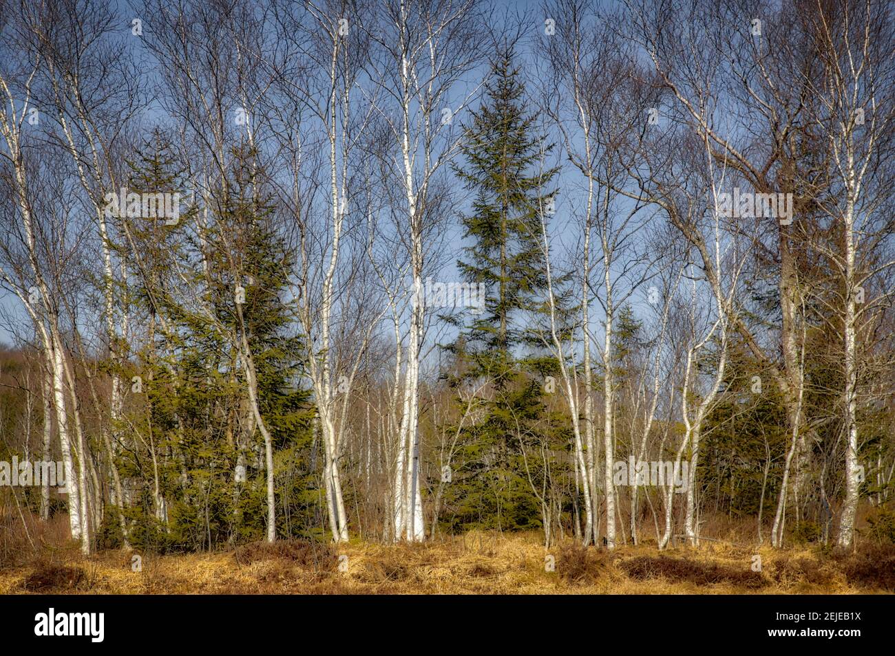 DE - BAVIERA: Bosque de Moorland (Hochfilzen) cerca de Bad Tölz (HDR-Image) Foto de stock