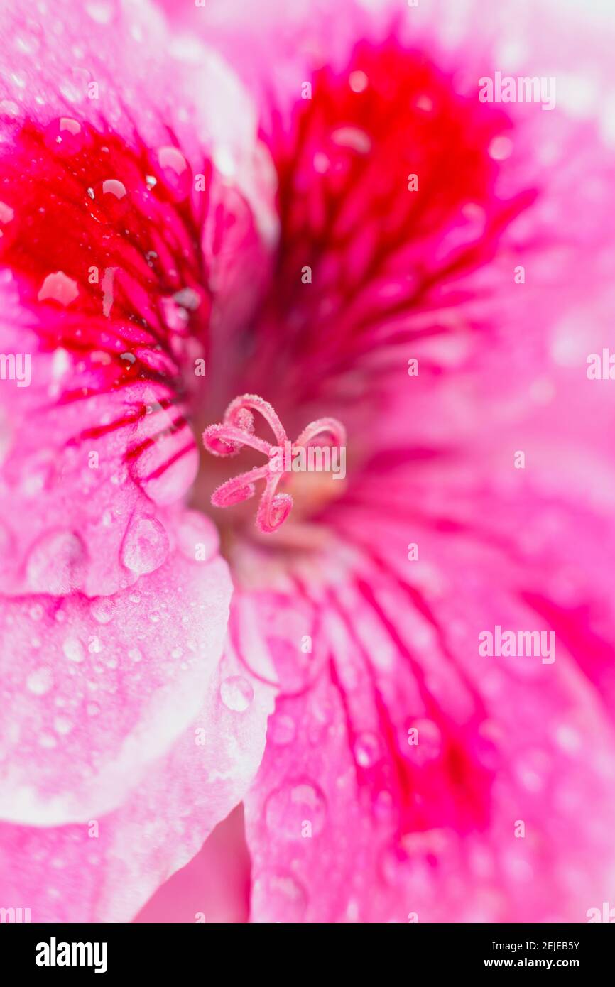 Gota de agua por la mañana rocío sobre el pétalo rosa de flor en flor, macro de cerca. Gota de agua que fluye por las flores de verano. Fondo natural Fotografía de Gota de agua por la mañana rocío sobre el pétalo rosa de flor en flor, macro de cerca. Gota de agua que fluye por las flores de verano. Fondo natural Fotografía de