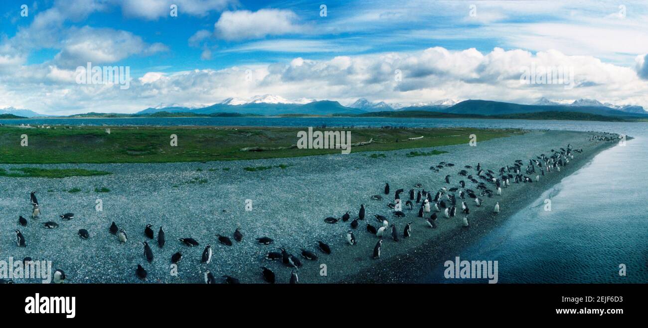 Pingüinos en el Canal Beagle cerca de Ushuaia, Provincia Tierra del Fuego, Patagonia, Argentina Foto de stock