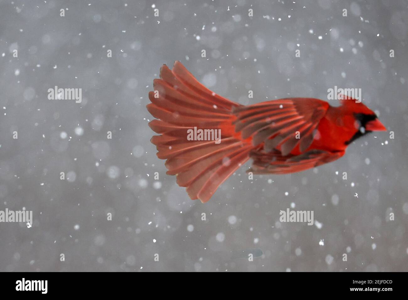 Cardinal del Norte macho volando de alimentador Foto de stock