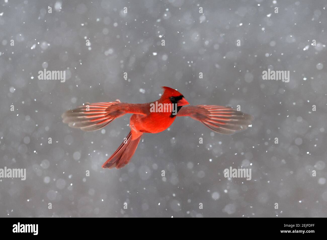 Cardinal del Norte macho volando de alimentador Foto de stock