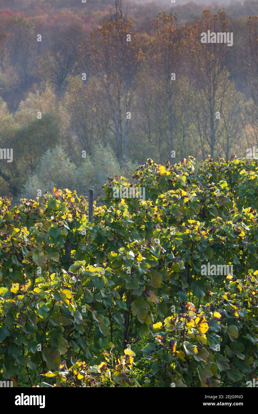 Viñedos en otoño, Kaiserstuhl, Burkheim, Baden-Wurttemberg, Alemania Foto de stock
