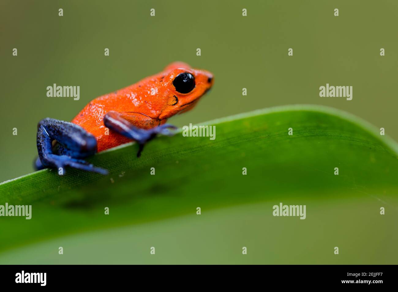 Pequeña rana de Envenenamiento de Fresa (Oophaga pumilio) con ojos negros, piel roja y azul con manchas negras. Listo para saltar de un verde en la selva tropical Foto de stock