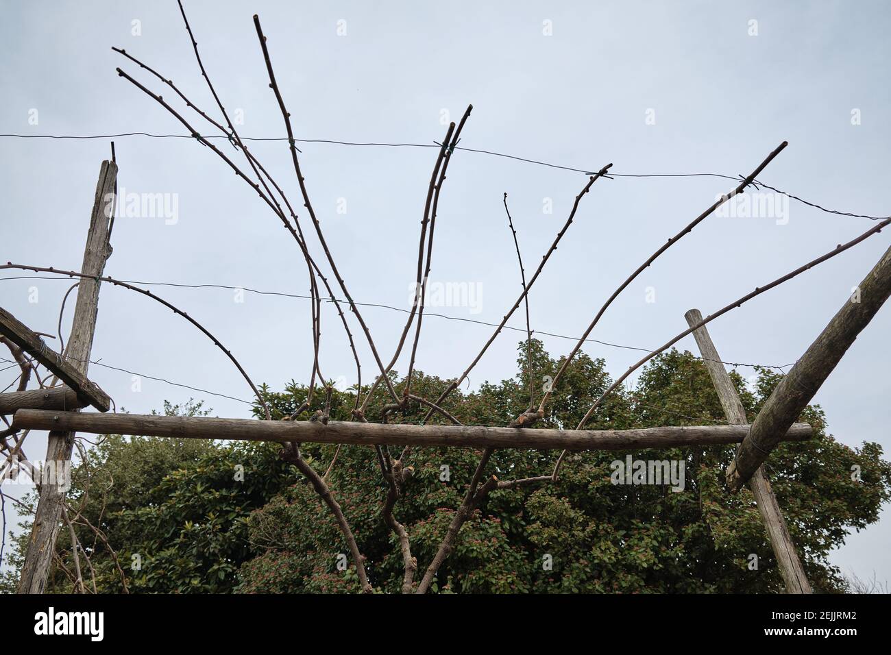 ejemplo de poda de una planta de kiwi Fotografía de stock - Alamy