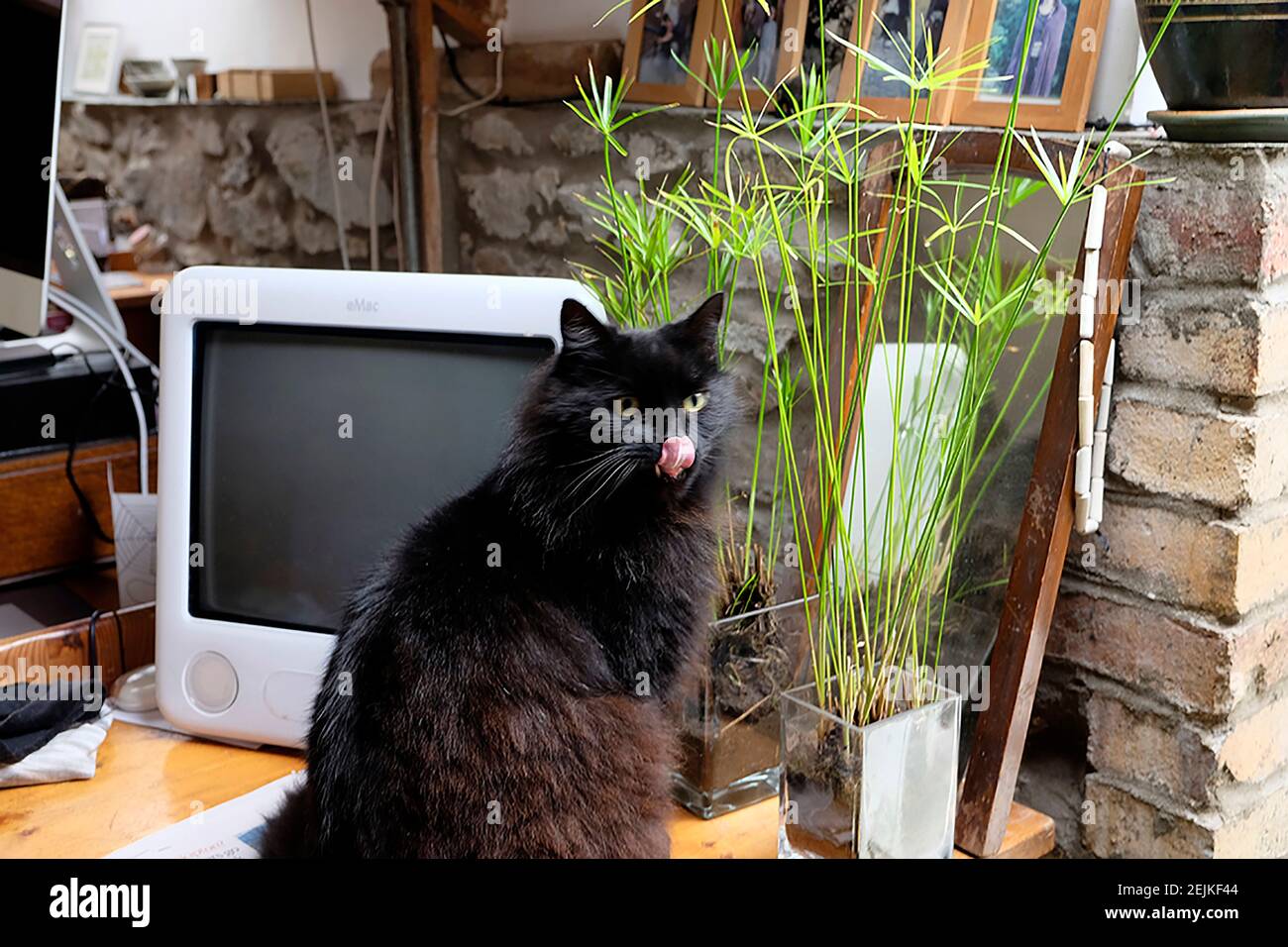 Gato negro sentado en la mesa comer planta de casa Papyrus Cyperus paraguas Planta una planta acuática perenne creciendo dentro de casa Reino Unido Gran Bretaña KATHY DEWITT Foto de stock
