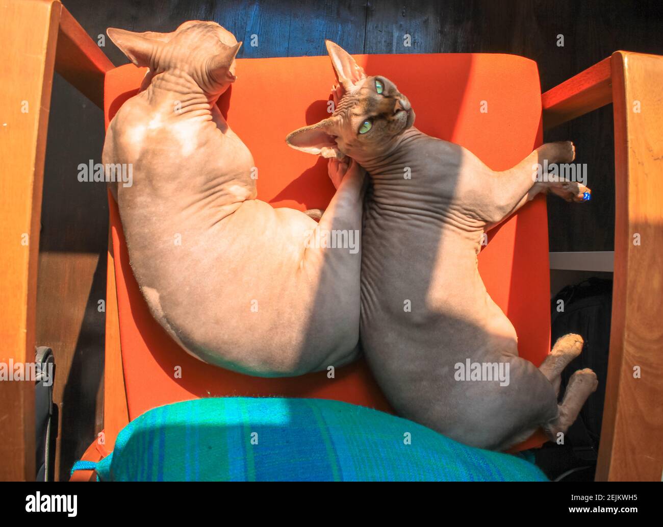 Dos gatos canadienses sphynx tomando el sol en una pose divertida, tumbados  juntos en una silla naranja. Hermosos gatos calvos en un ambiente acogedor.  Feliz y cal Fotografía de stock - Alamy