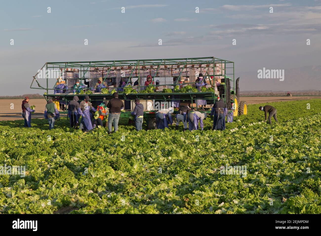 Lechuga de Hoja Verde Orgánica 'Lactuca sativa', trabajadores agrícolas hispanos cosechando, empacando cosecha, temprano por la mañana luz. Foto de stock