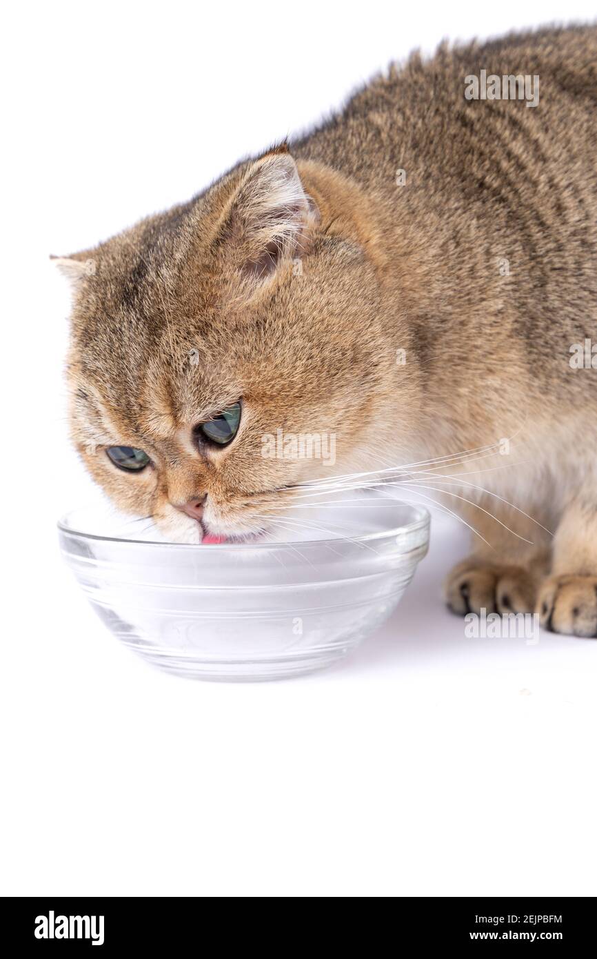 El gato de la plegada escocesa dorada comiendo al lado de un tazón de vidrio sobre un fondo blanco Foto de stock