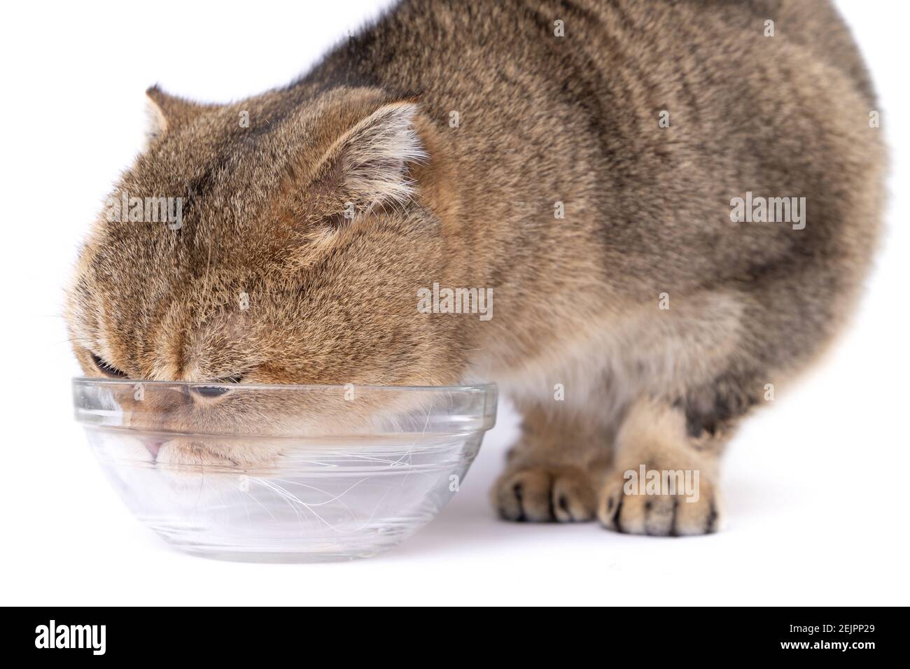 El gato de la plegada escocesa dorada comiendo al lado de un tazón de vidrio sobre un fondo blanco Foto de stock