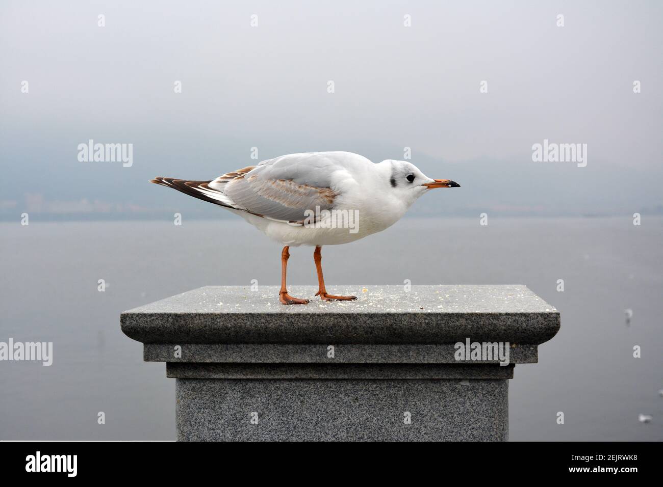 Un colorido larus ridibundus retrae su cabeza de pie sobre el plataforma en día nublado Foto de stock