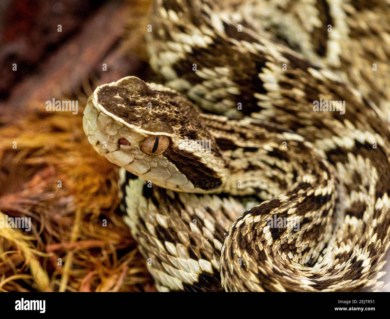 Jararaca Snake (Bothrops Jararaca) . Serpiente brasileña venenosa Foto de stock