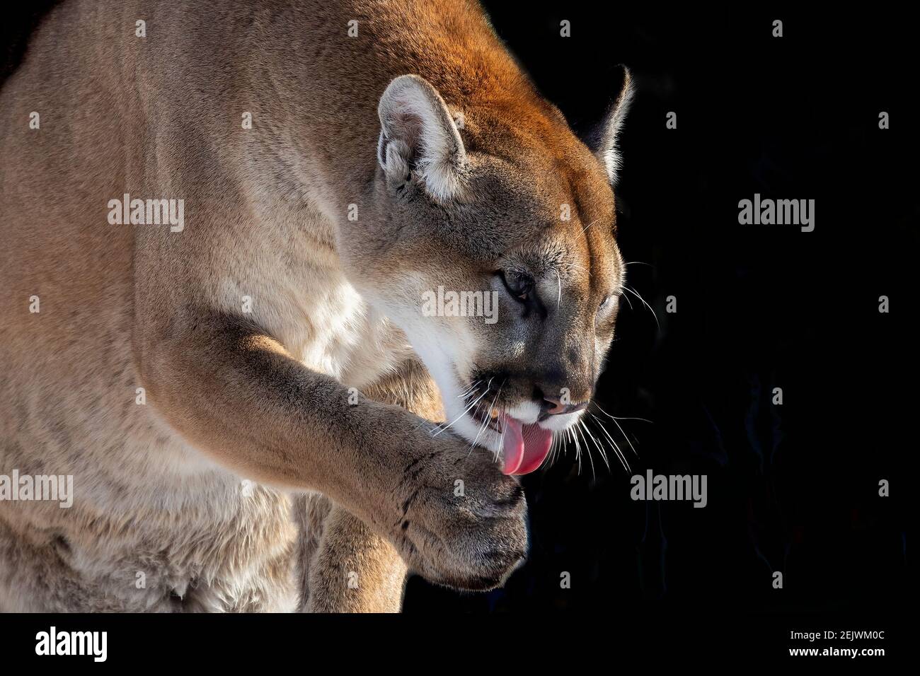 El puma (Puma concolor) es un animal nativo americano conocido que tiene muchos nombres, incluyendo la cataamount, el león de montaña, el pintor, la pantera el puma Fotografía de stock -