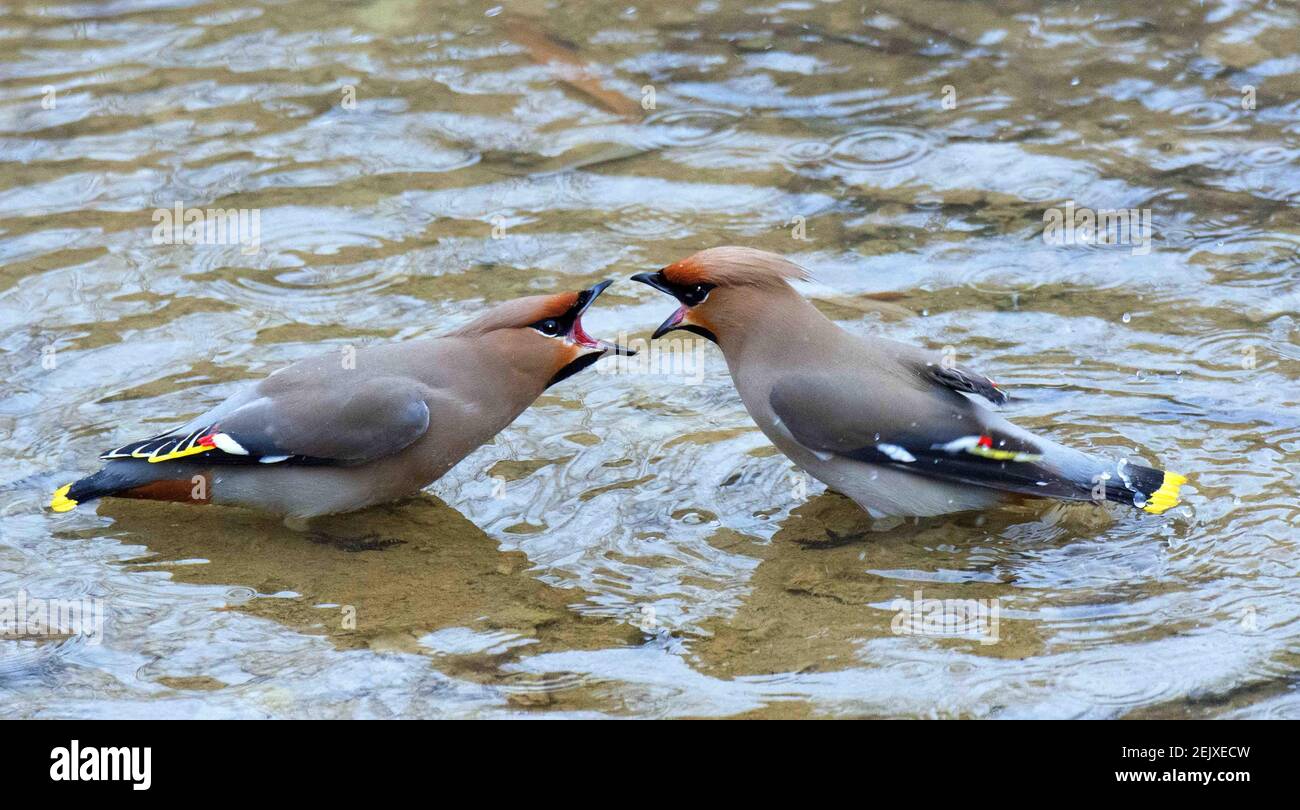 XINJIANG, CHINA - 22 DE MARZO de 2020 - UN gran número de aves de paz  entran en el agua para jugar después de forrajear para la fruta de Begonia,  Xinjiang, China,