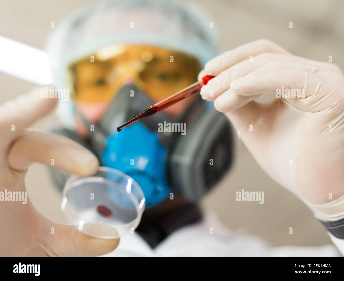 Vista inferior. Un investigador del laboratorio gotea sangre de una pipeta en una placa Petri. Concepto de investigación moderna en el campo del desarrollo de vacunas Foto de stock