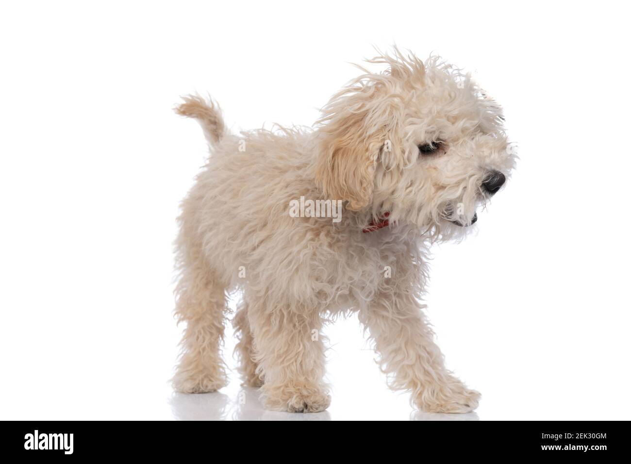 pequeño perro caniche ladrando agresivamente y usando una pajarita roja de  nuevo fondo blanco Fotografía de stock - Alamy