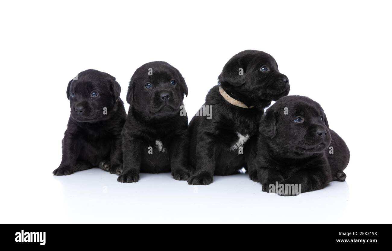 linda fila de cuatro perros labrador retriever con collares mirando al  lado, sentados aislados sobre fondo blanco y posando en el estudio  Fotografía de stock - Alamy