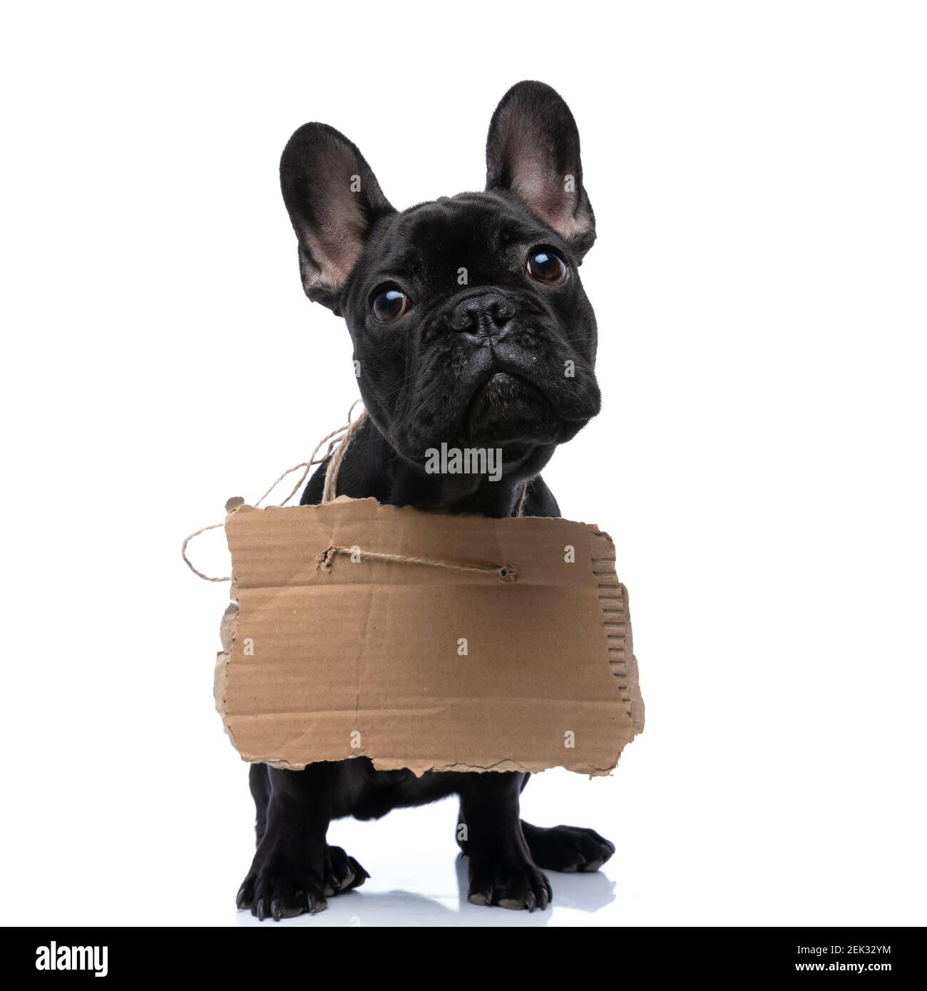 Inducir Numérico deseo pequeño cachorro francés de bulldog con cartón de adopción alrededor del  cuello y mirando hacia arriba, sentado aislado sobre fondo blanco en el  estudio Fotografía de stock - Alamy