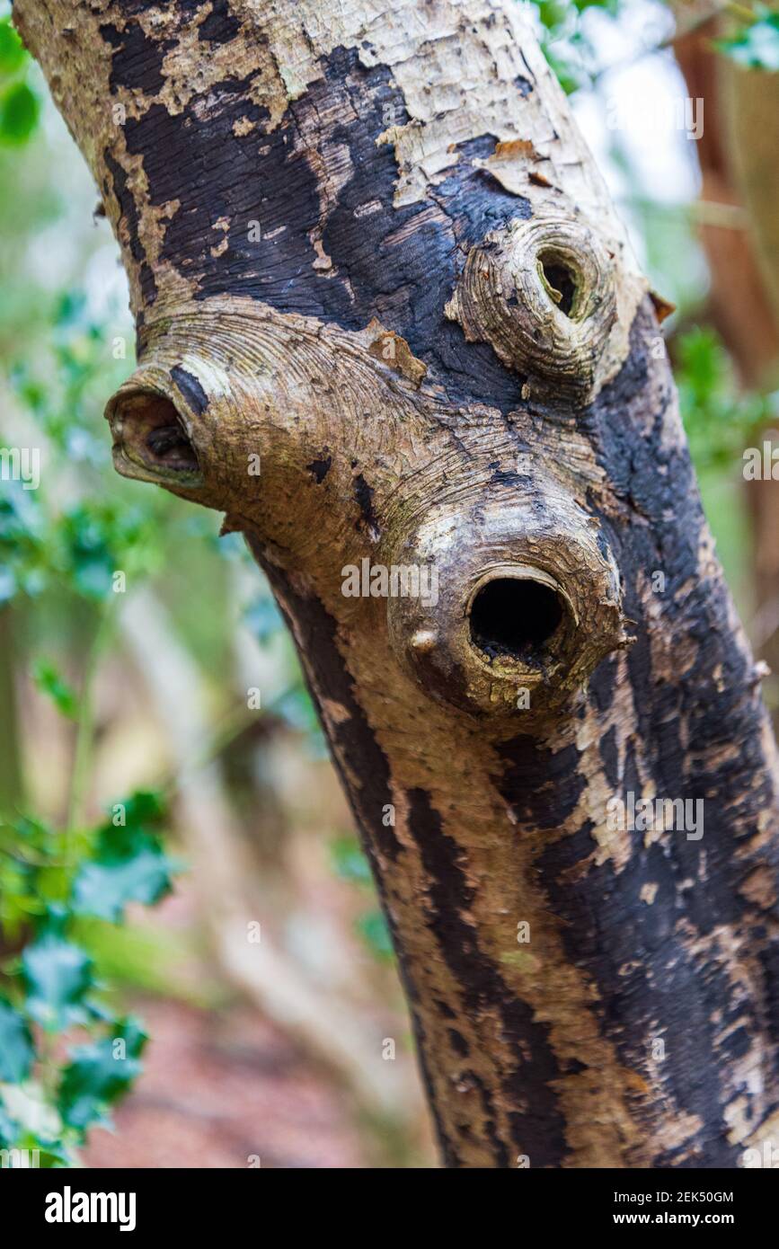 Cara en tronco de arbol fotografías e imágenes de alta resolución - Alamy