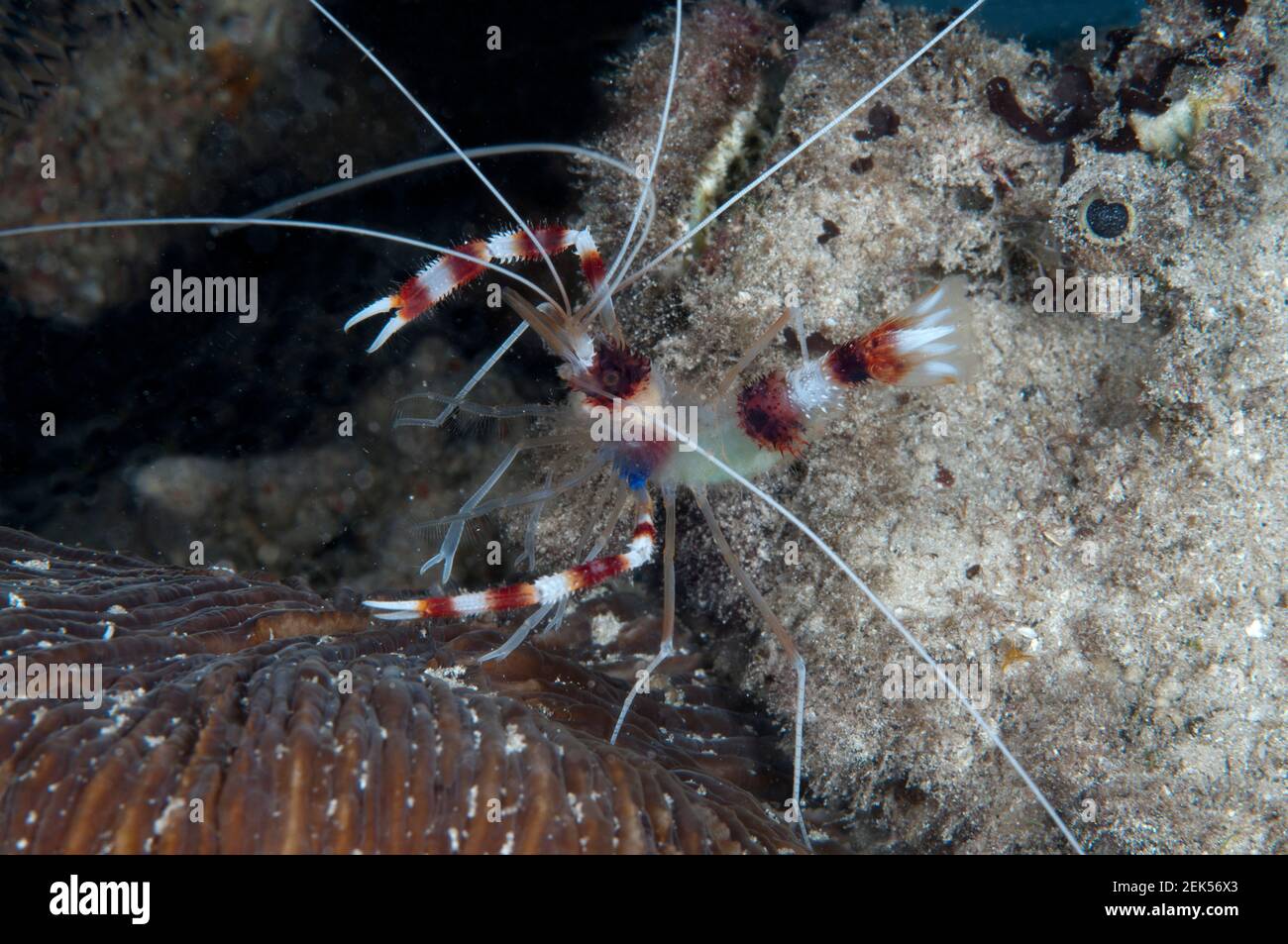 Gambas de boxer, Stenopus hispidus, escalada en el arrecife Stonefish, Synanceia verrucosa, buceo nocturno, Yen Besir Jetty, Sawinggrai pueblo, Isla GAM, Raja am Foto de stock