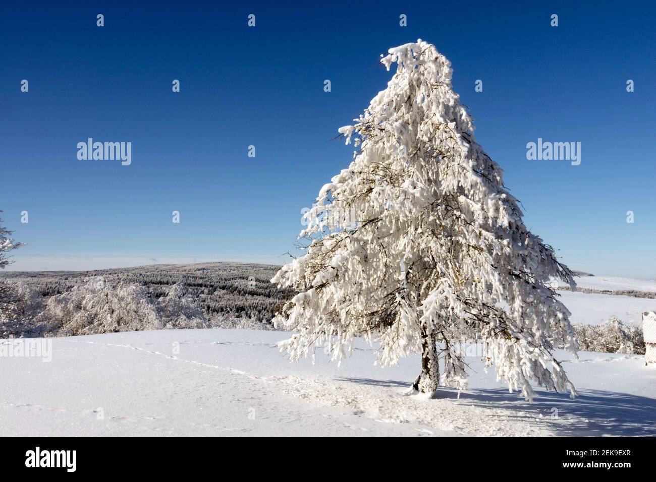 Paisaje escénico cubierto de nieve Árbol nevado Invierno checo montañas de nieve, montaña de nieve cielo azul montañas checas Foto de stock