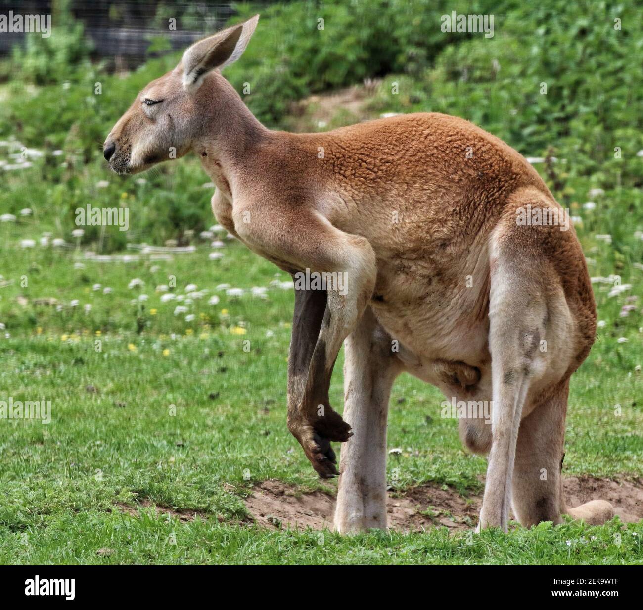 Kangaroo like animal fotografías e imágenes de alta resolución - Alamy