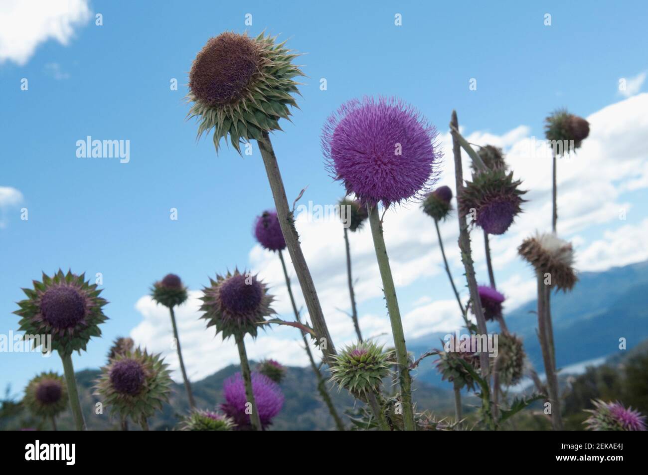 Flores de cardo lechero en un campo, Cordillera de los Andes, Argentina  Fotografía de stock - Alamy