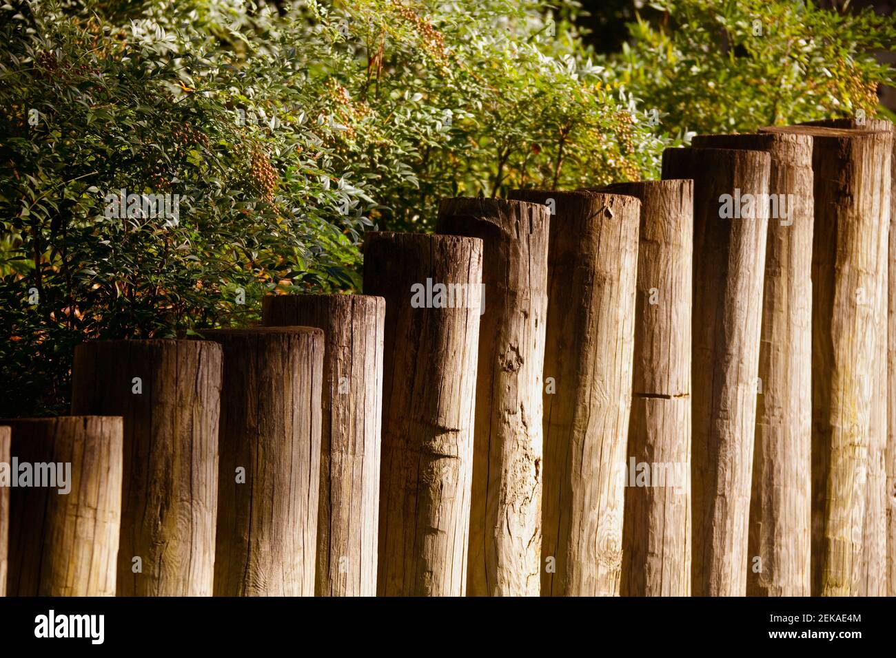 Cierre de postes de madera alrededor de las plantas Fotografía de stock -  Alamy